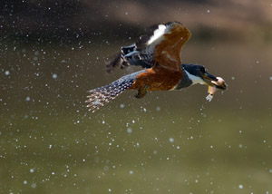 kingfisher